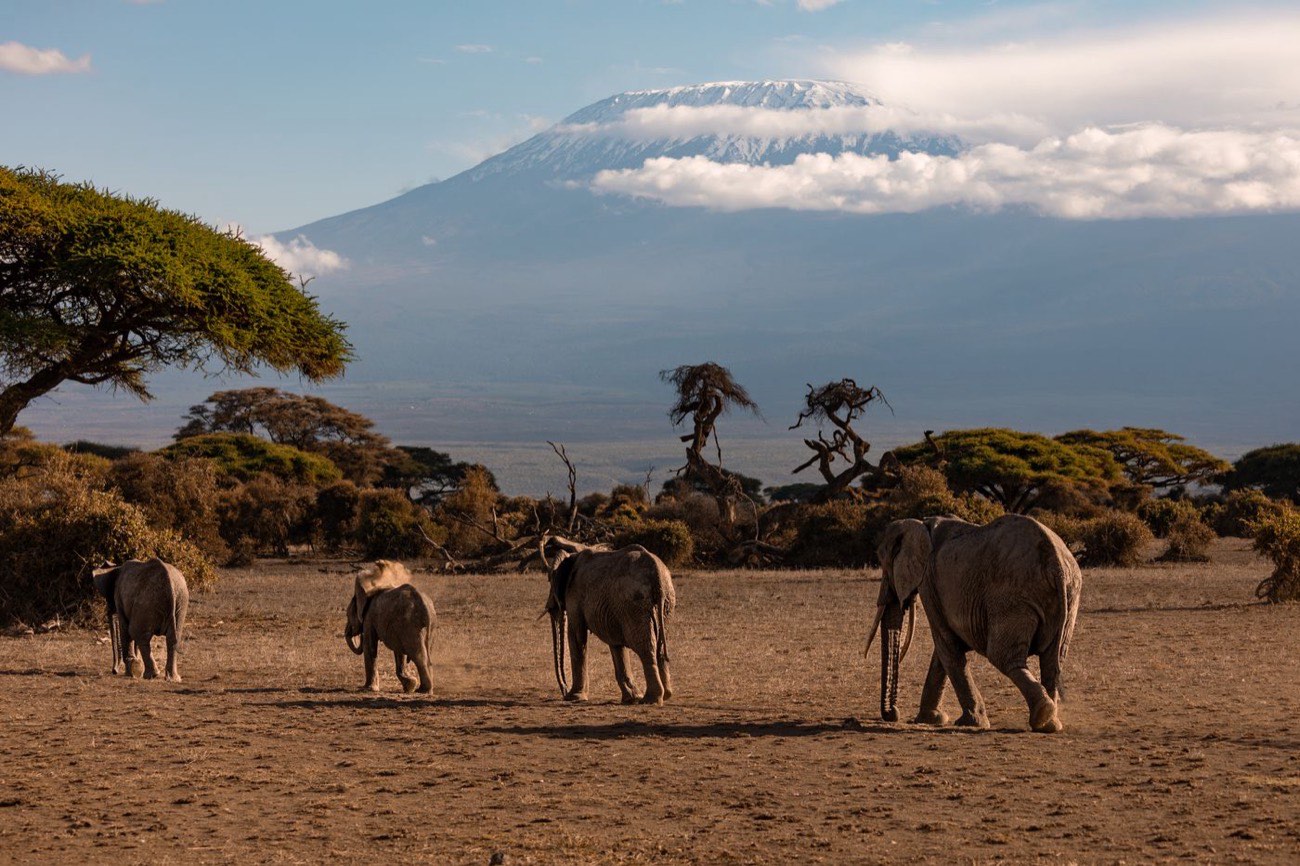 Elephants beneath Mount Kilimanjaro