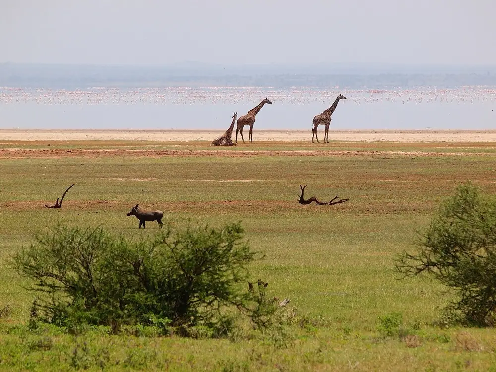 Manyara