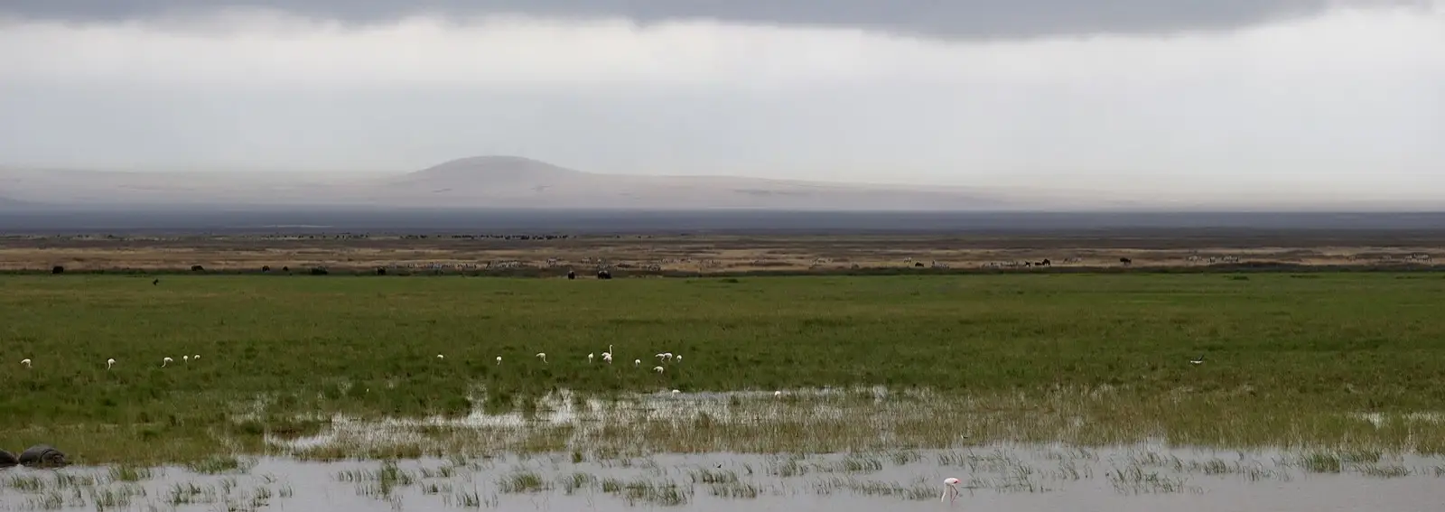 Ngorongoro