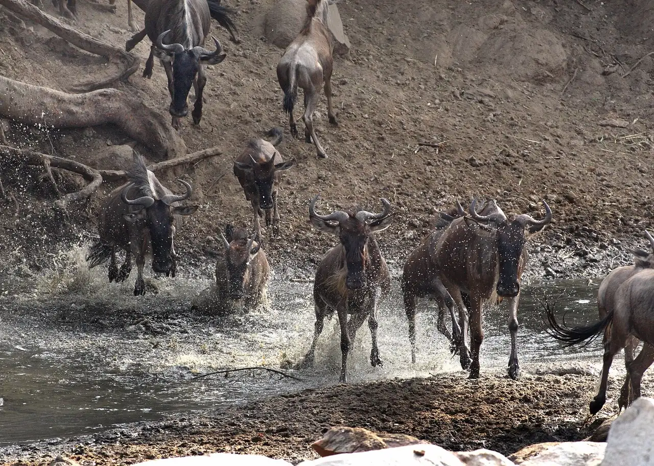 Tanzania safari game drive